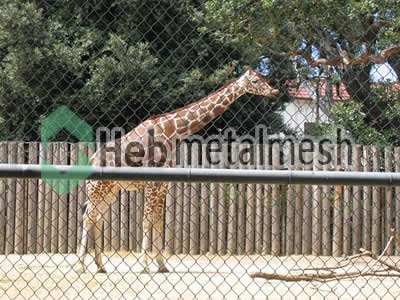 deer exhibit fence manufactruer, deer enclosure mesh, deer cage mesh