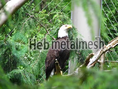 stainless steel mesh for eagle exhibit, eagle enclosures, eagle cage