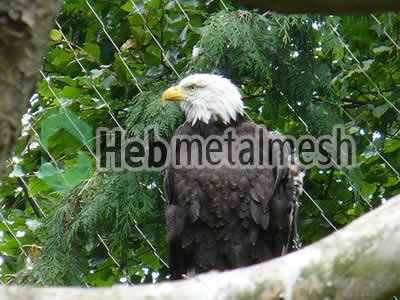 eagle exhibit fence manufactruer, eagle enclosure mesh, eagle cage mesh
